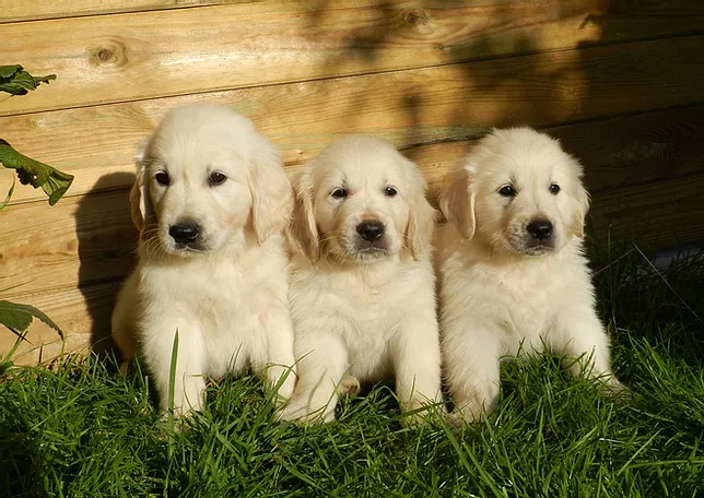 Image of golden retriver posted on 2023-02-10 16:04:10 from Bangalore